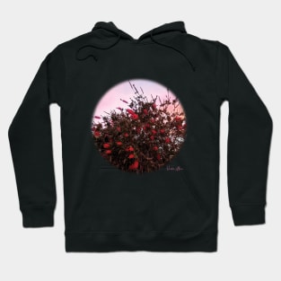 Bottlebrushes Against a Pink Sky Hoodie